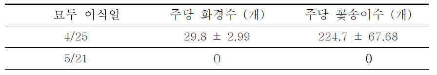 독활 묘두의 이식시기에 따른 화경수와 꽃송이수 생산량