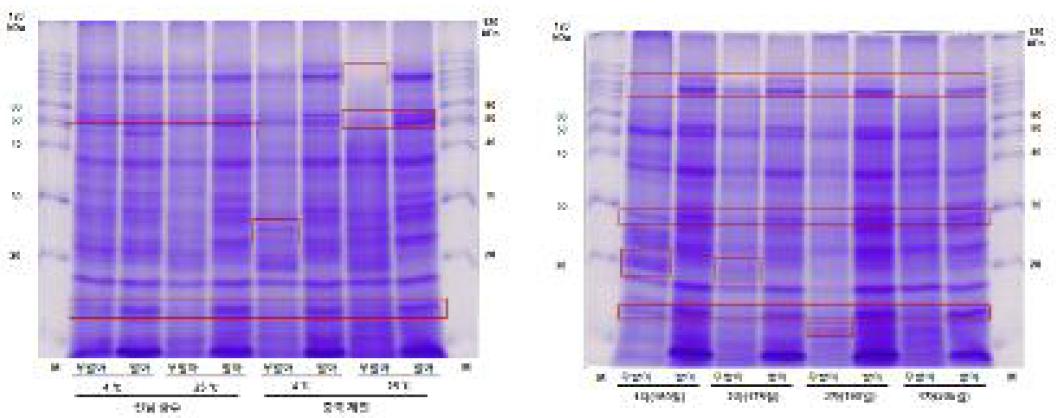우슬 종자의 수집 지역, 저장 온도 및 저장 기간에 따른 SDS-PAGE 단백질 발현 양상
