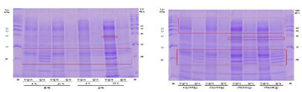 지치 종자의 수집 지역, 저장 온도 및 저장 기간에 따른 SDS-PAGE 단백질 발현