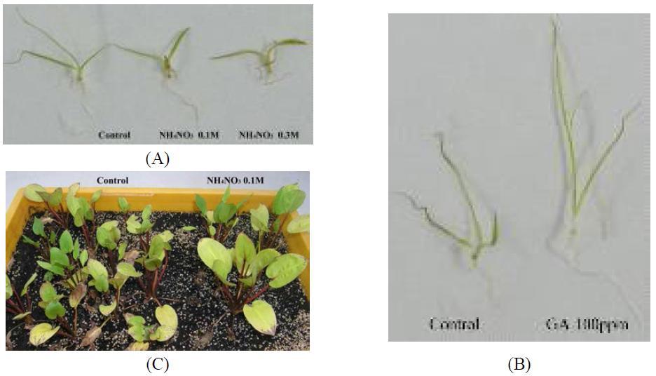 Seed germination and growth pattern by treatment of priming agent in Alisma plantago (A), (C) effect of ammonium nitrate; (B) effect of gibberellic acid GA3.