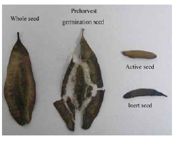 Seed condition type on selection in Eucommia ulmoides Oiv