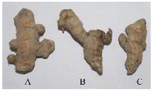 The change of weight loss on storage with RHS (rice hull and sand, 3:1) by time period in radix of Curcuma Longa Linn.