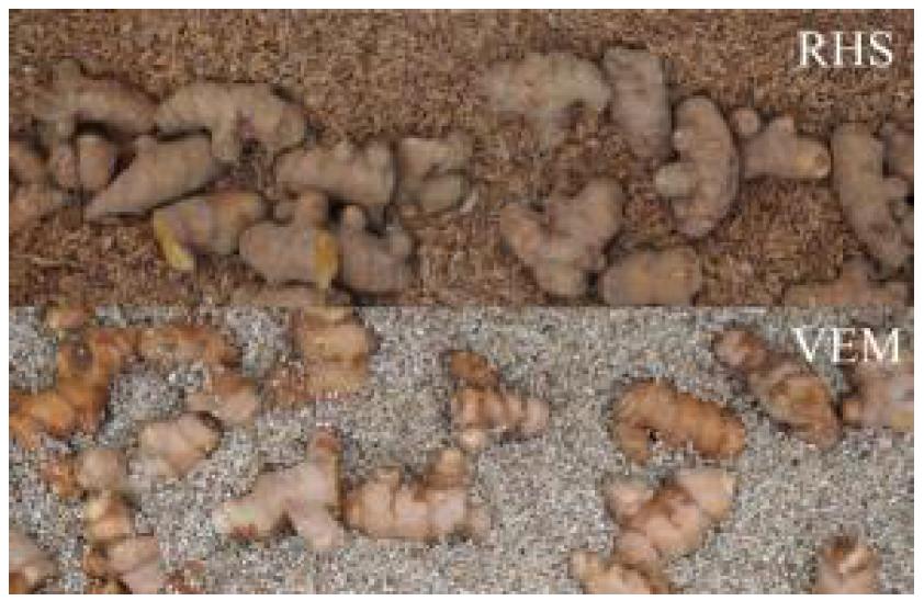 Storage of Curcuma Longa radix using different of fillers. VER : storage with vermiculite; RHS storage with rice hull and sand (3:1)