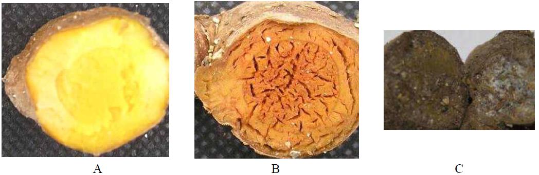 Observation of cold injury using cross section of radix in Curcuma Longa Linn during storage periods at low temperature (5 ℃). A : storage periods of 30 days; B : storage periods of 60 days; C : storage periods of 90 days