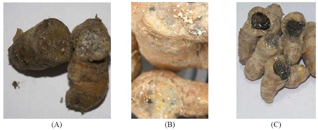 Observation of decay lesion of different storage temperatures in radix of Curcuma Longa Linn.