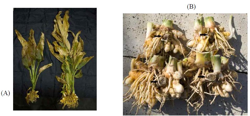 Harvesting of rhizome on different storage condition (temperature, filler, periods) in Curcuma longa Linn.
