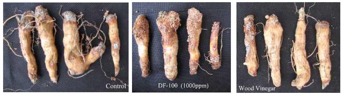 Effect of different chemical treatment on storage of rhizome of Olygonatum odoratum Druce var. pluriflorum (Miq.) Ohwi at 10 ℃
