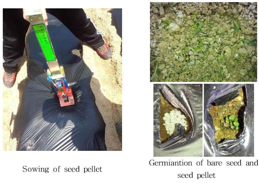 Seed pellet processing and germination in Platycodon grandiflorus.