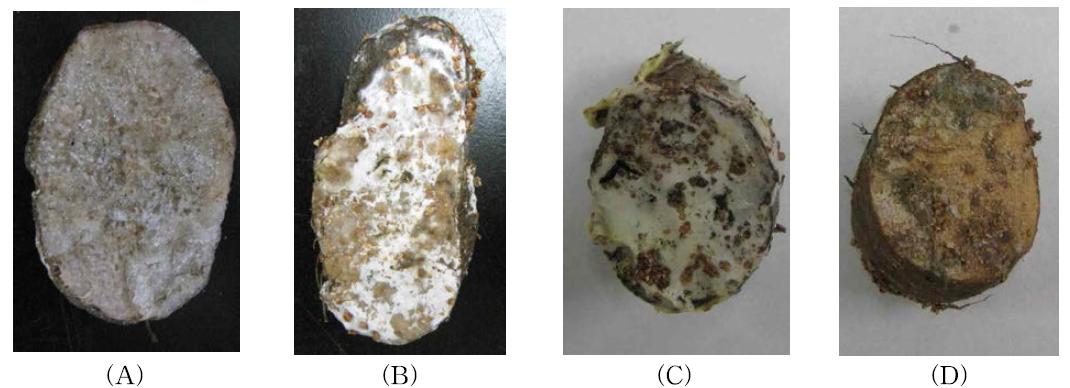 Observation of decay lesion of control and DF-100 treatment by different storage temperatures in radix of Dioscorea batatas Decne.