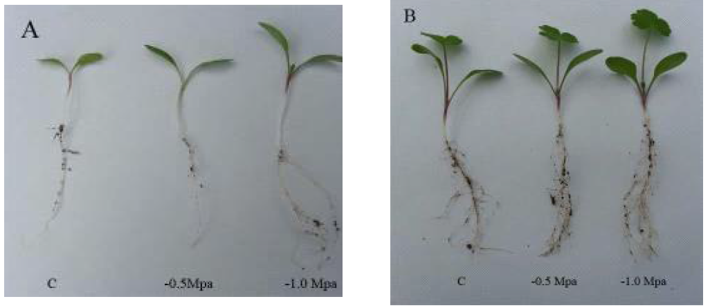 Seed germination and growth pattern by treatment of different strength of PEG 6000 in Peucedanum japonicum Thunberg after 5 day (A) and 15 day (B).