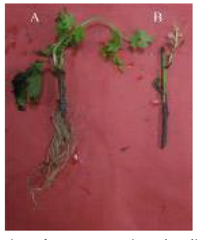 Growth characteristics of storage cuttings by different temperatures at 2±1℃ (A) and 25±1℃ (B) in Chrysanthemum indicum L. after six weeks.