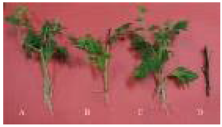 Growth characteristics of cutting propagation on different media in Chrysanthemum indicum L. after six weeks.