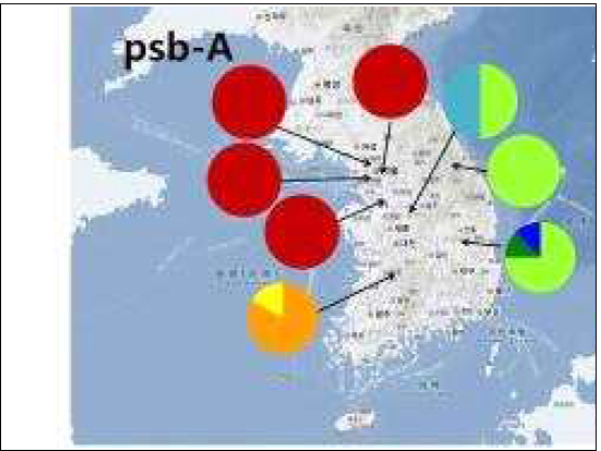 국내 자생 개나리의 psbA haplotype 분포도