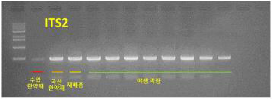 곽향의 ITS2 유전자 전기영동 결과