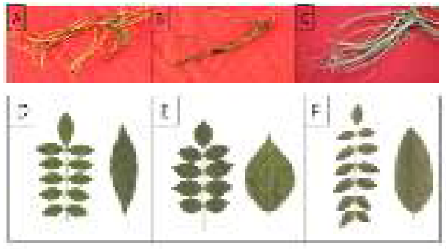 감초 식물자원의 잎과 뿌리 형태 비교