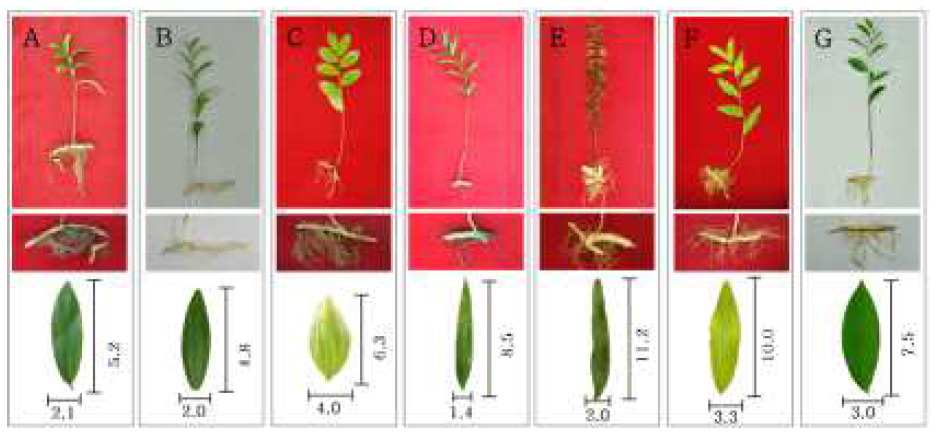 둥굴레속 식물자원의 잎, 뿌리 및 전초 형태 비교