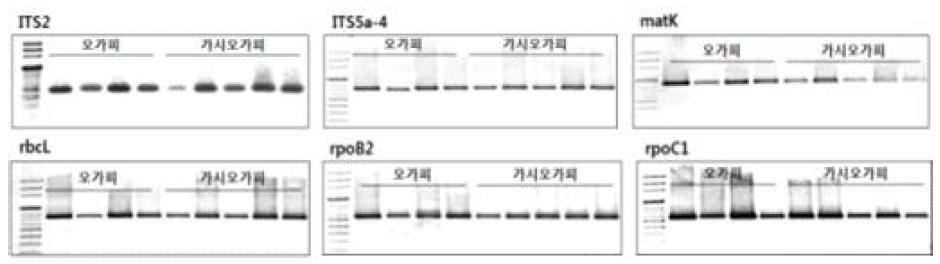 오갈피나무속 PCR 분석