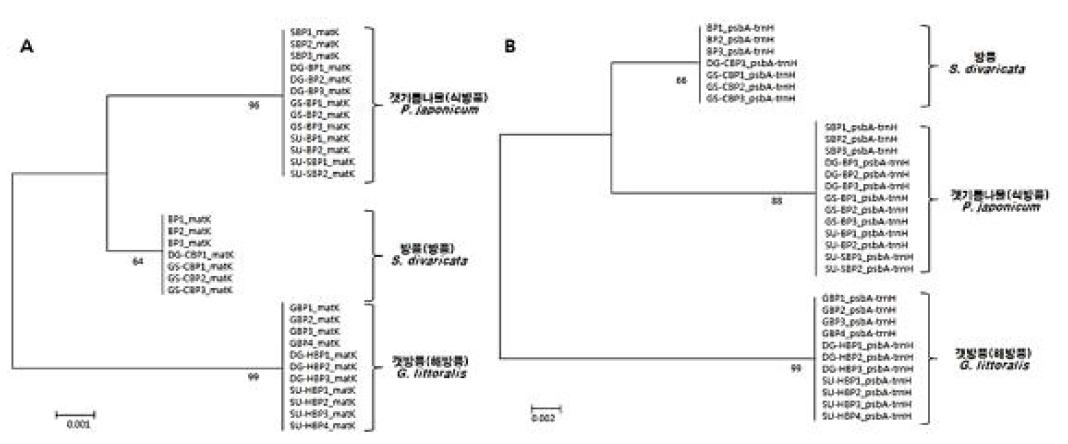 방풍류 (방풍, 식방풍, 갯방풍)의 matK 및 psbA-trnH 구간 대상 phylogenetic tree tree