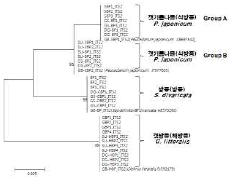 방풍류 (방풍, 식방풍, 갯방풍)의 ITS2 구간 대상 phylogenetic tree