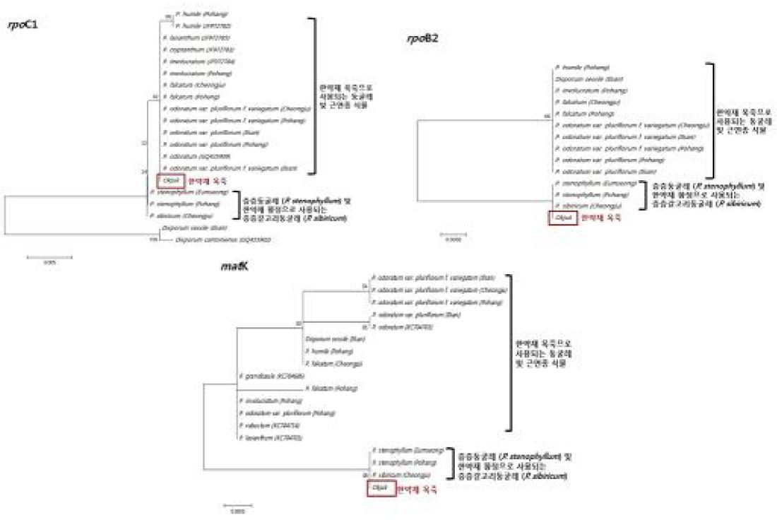 둥굴레속 및 한약재 옥죽의 rpoB2, rpoC1 및 matK 구간 대상 phylogenetic tree