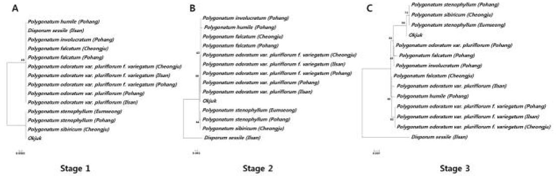 둥굴레속 및 한약재 옥죽의 rpoB2, rpoC1, matK 조합에 따른 phylogenetic tree