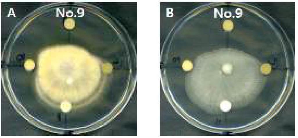 식물추출물 NO.9의 도라지 종자 분리 Fusarium 속 2종 균에 대한 항균활성