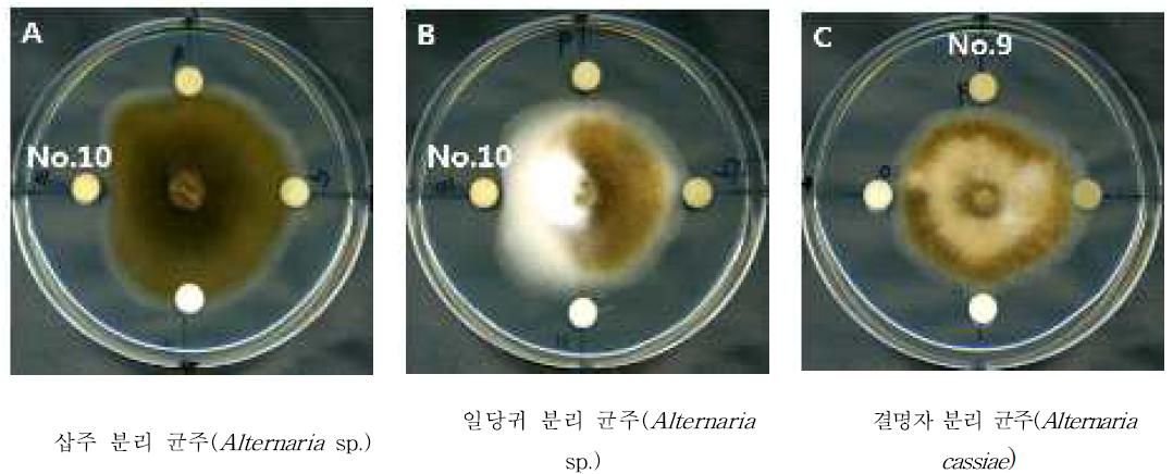 식물추출물 NO.9, 10의 삽주, 일당귀, 결명자 종자 분리균에 대한 항균활성
