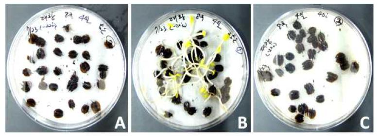 발아온도에 따른 장엽대황 발아양상 비교. 발아온도 (A) 5℃, (B) 25℃, (C) 40℃.