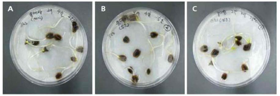 25℃의 발아온도에서 종대황의 발아 양상 조사. 저장온도 (A) -20℃, (B) 5℃, and (C) 상온