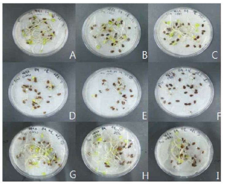 백수오의 발아조건별 발아양상 비교.