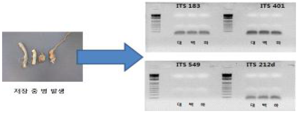 Penicillium sp.에 specific primer ITS 183, ITS 401, ITS 549, ITS 212d를 이용한 PCR (대: 대황, 백: 백수오, 하: 하수오)