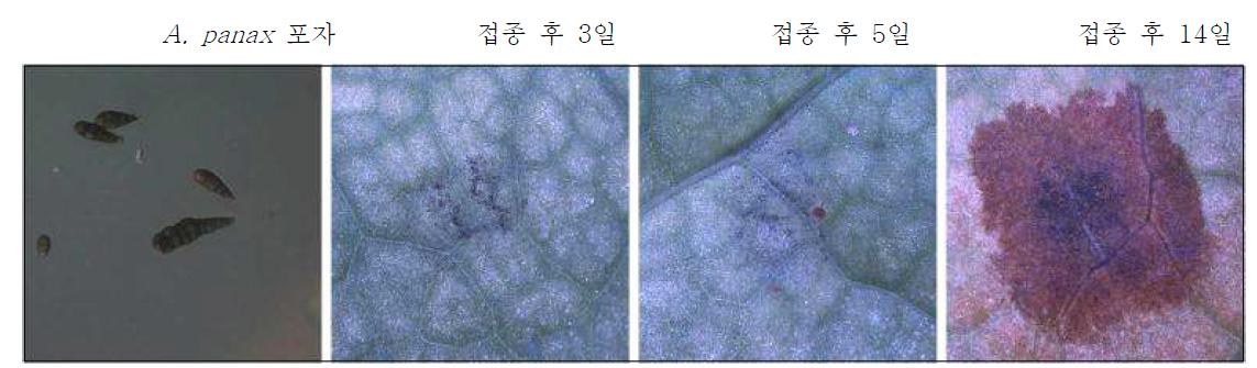A. panax의 포자형성 유도와 인삼 잎(재래종, 앞면)을 이용한 병반 형성 과