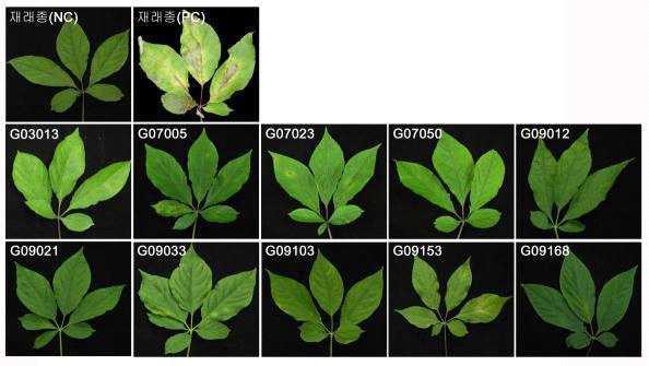 인삼 잎병을 이용한 점무늬병 저항성 유전자원 계통 선별