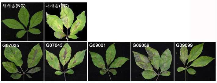 인삼잎병을 이용한점무늬병감수성 유전자원계통선별