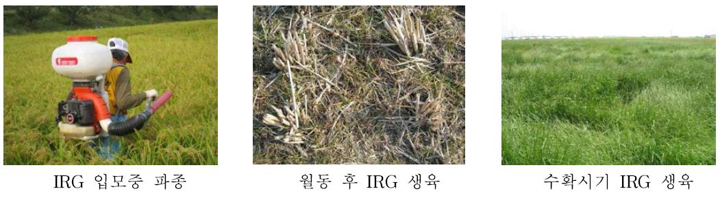 IRG 입모중 파종 및 월동 후 생육과 수확시기의 생육 전경 (2013년).