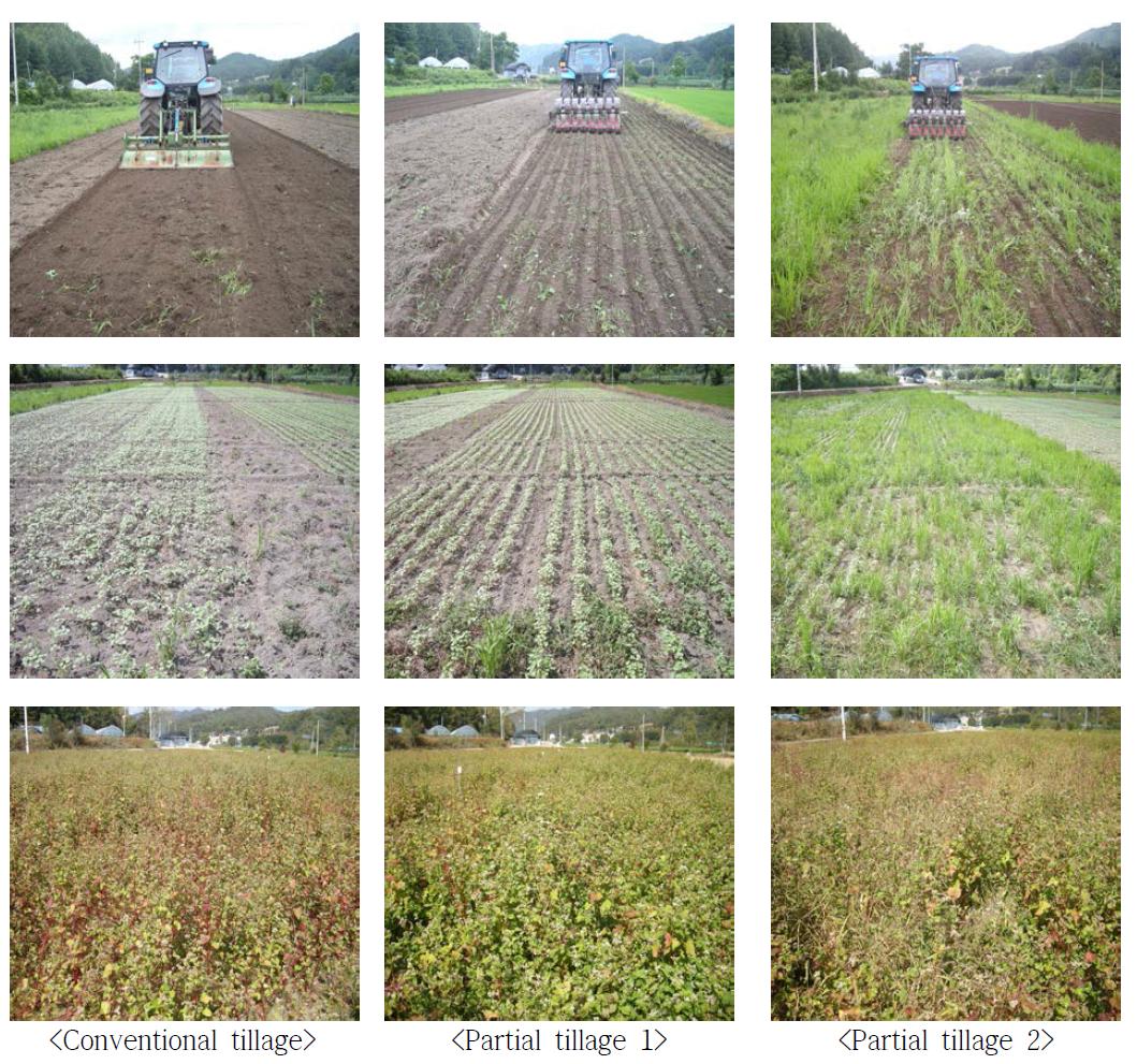 Changes of seeding, seedling and growing with buckwheat by tillage method