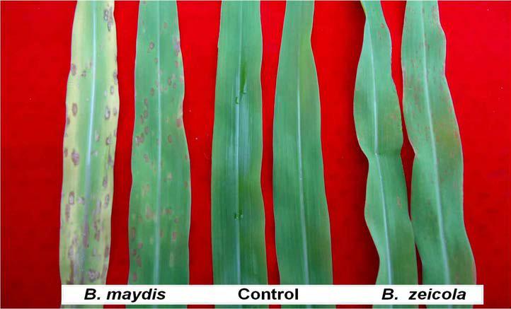 옥수수 깨씨무늬병균 및 둥근무늬병균의 병징발현 모습.