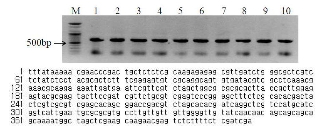 조명나방 알기생벌 ITS2 DNA의 PCR 산물(위)과 이의 부분염기서열(아래)