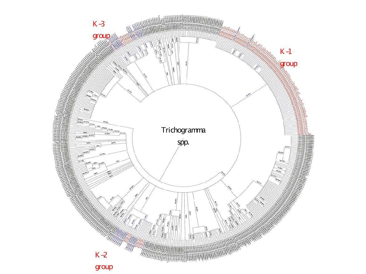 국내에서 채집된 조명나방 Trichogramma속 알기생벌 112개체와 NCBI GenBank에 등 록된 Trichogramma and Trichogrammatoidea 62종 383개체의 계통수. 빨간색이 국내 채집 개체들