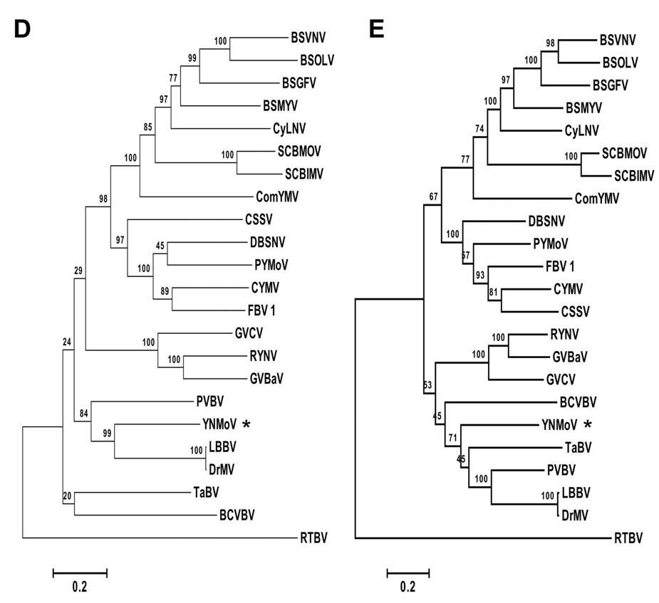 야콘 괴사모틀 바이러스(YNMoV)의 계통분석도