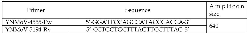 야콘 괴사모틀 바이러스 진단용 특이 프라이머