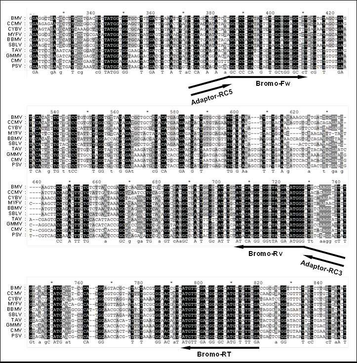 Bromovirus 속과 Cucumovirus 속에 속하는 10종의 구형바이러스에 대한 염기서열 비교분석 및 설계된 진단용 polyvalent primer의 위치를 나타낸 모식도.