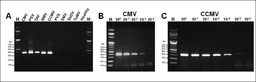 Bromovirus 속과 Cucumovirus 속에 속하는 다종바이러스 진단용 polyvalent 프라이머를 이용한 RT-PCR 진단 및 증폭 감도 검정.