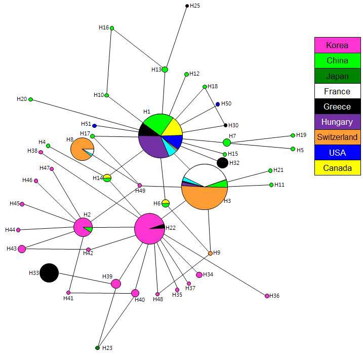 썩덩나무노린재 유전자형 (haplotype) MJ networks