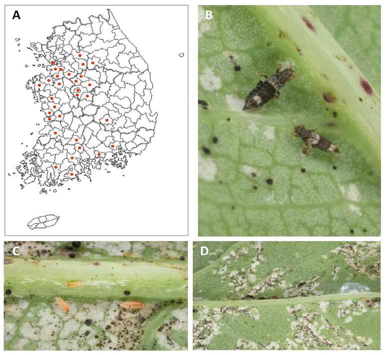 고들빼기총채벌레의 분포(A), 성충(B), 유충(C), 피해(D)