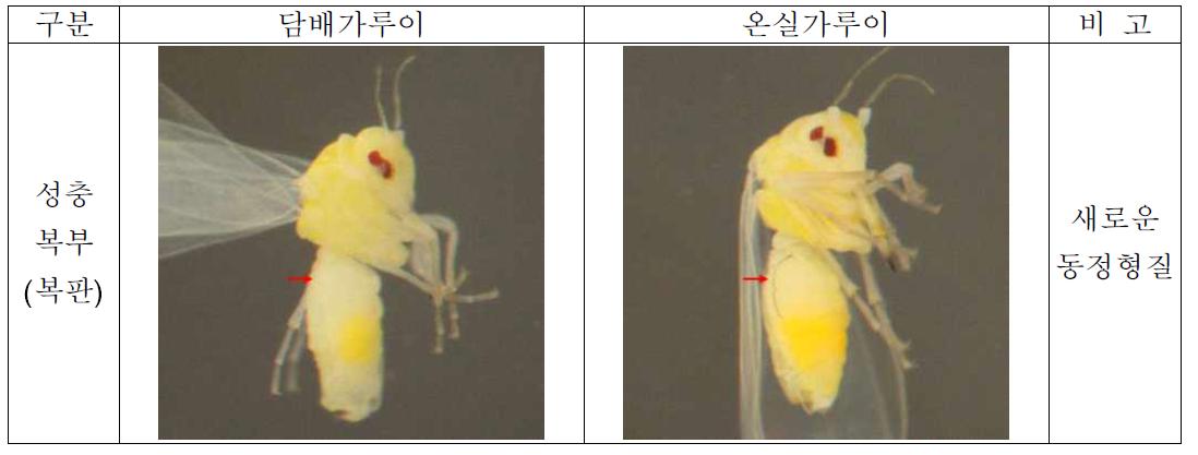 담배가루이와 온실가루이 성충의 복부 복판의 형태적 차이