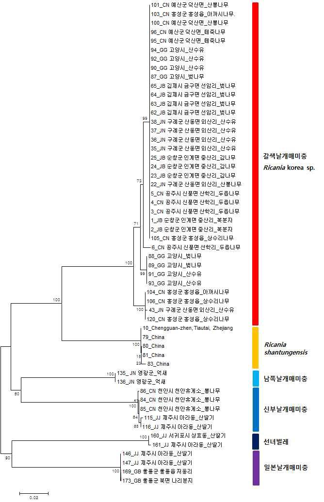 mtDNA COI 유전자를 이용한 큰날개매미충과 국내종(일부)의 유전분석