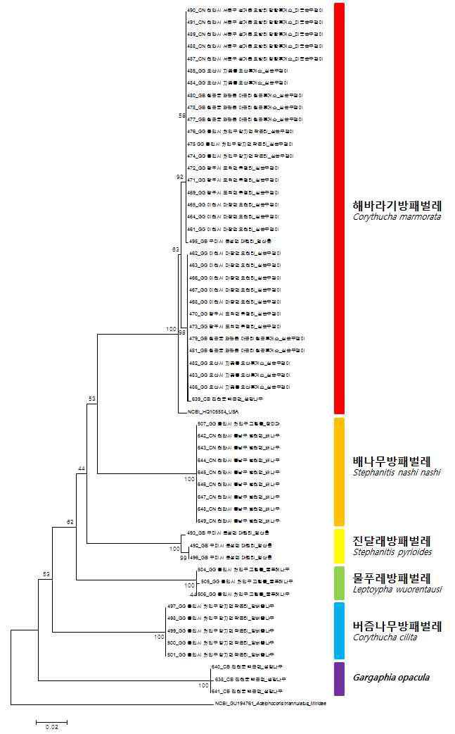 mtDNA COI 유전자를 이용한 방패벌레과 국내종(일부)의 유전분석