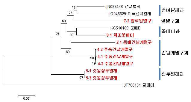 mtDNA COI 유전자를 이용한 꽃매미상과 국내종의 유전분석