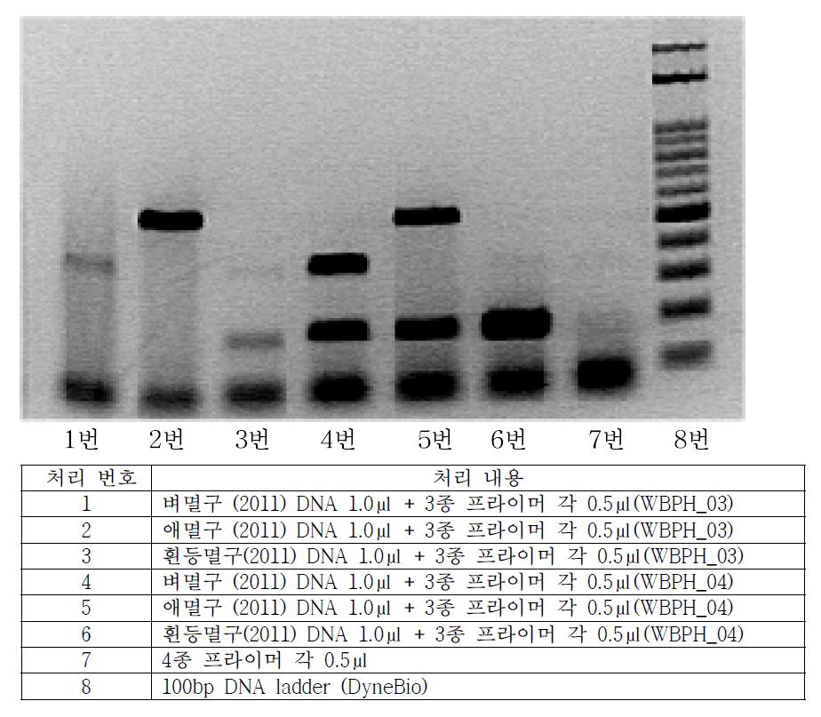 선발된 멸구류 특이 유전자 프라이머의 처리 조합별 PCR 결과